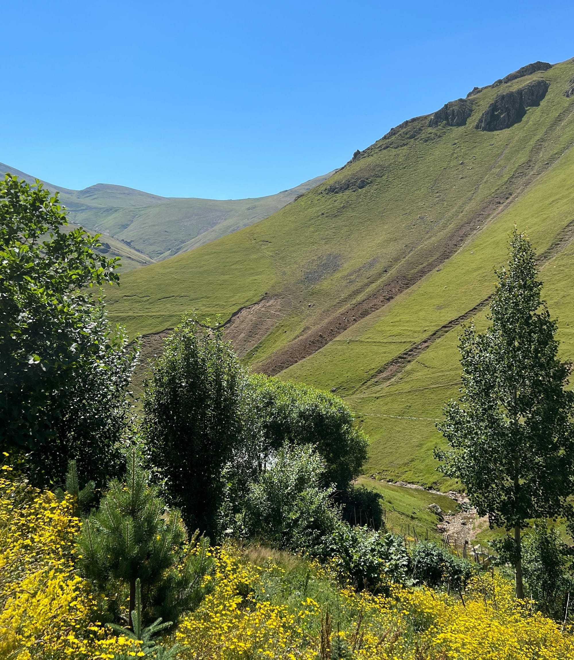 a lush green hillside covered in lots of trees