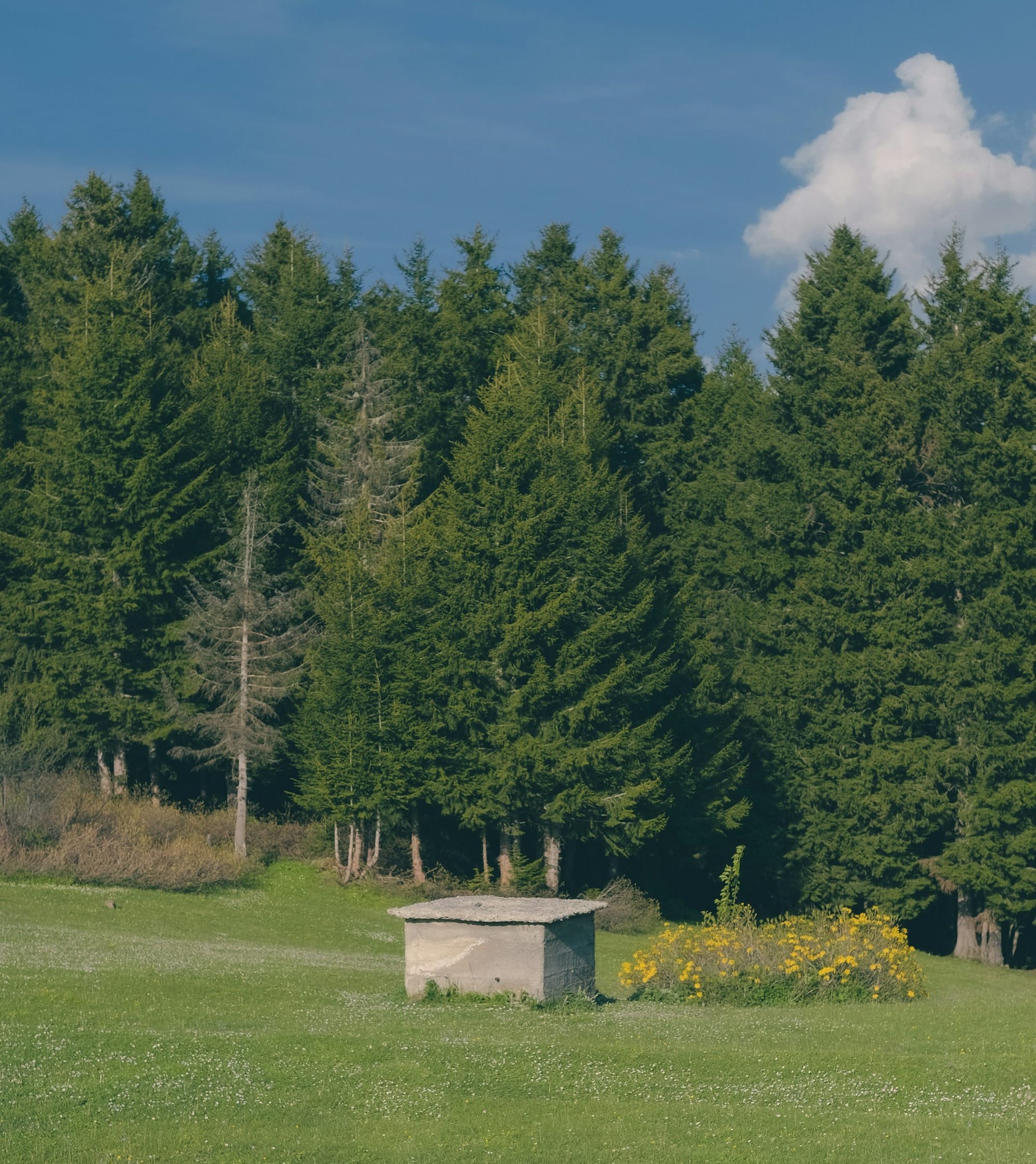 a bench sitting in the middle of a lush green field