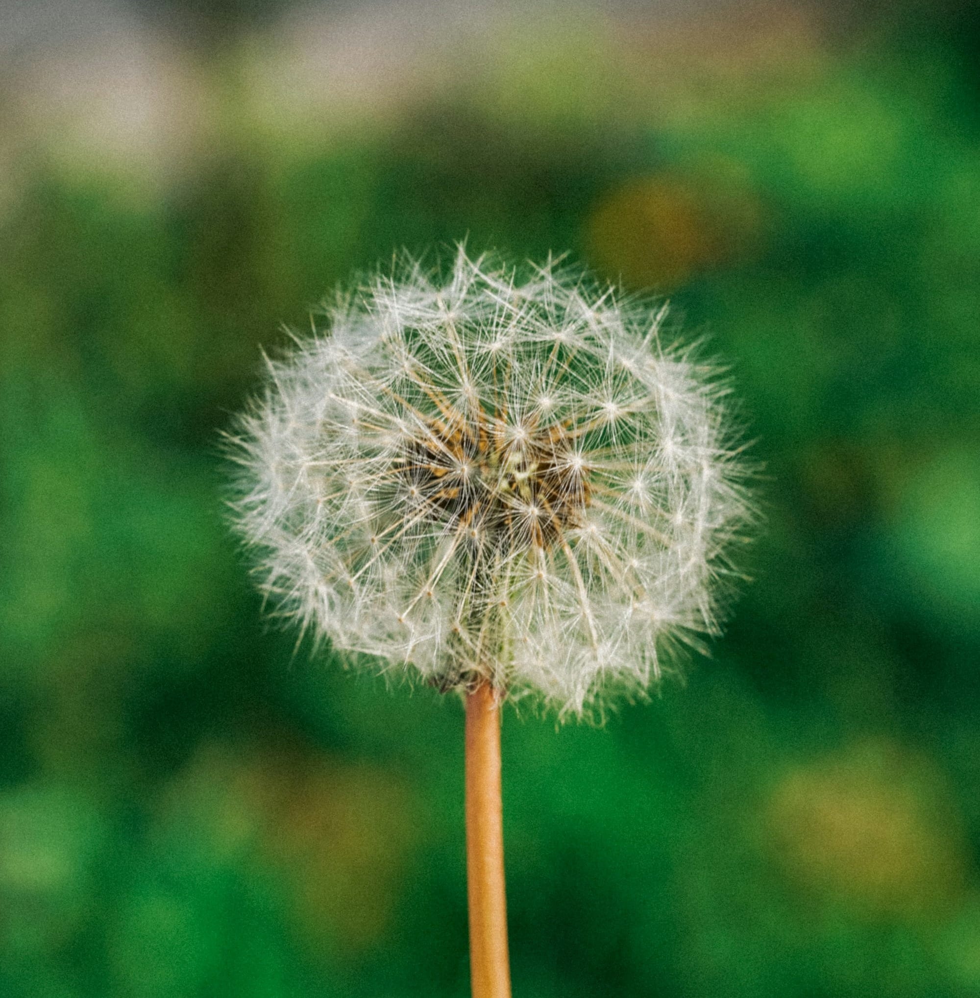 a dandelion in front of a blurry background