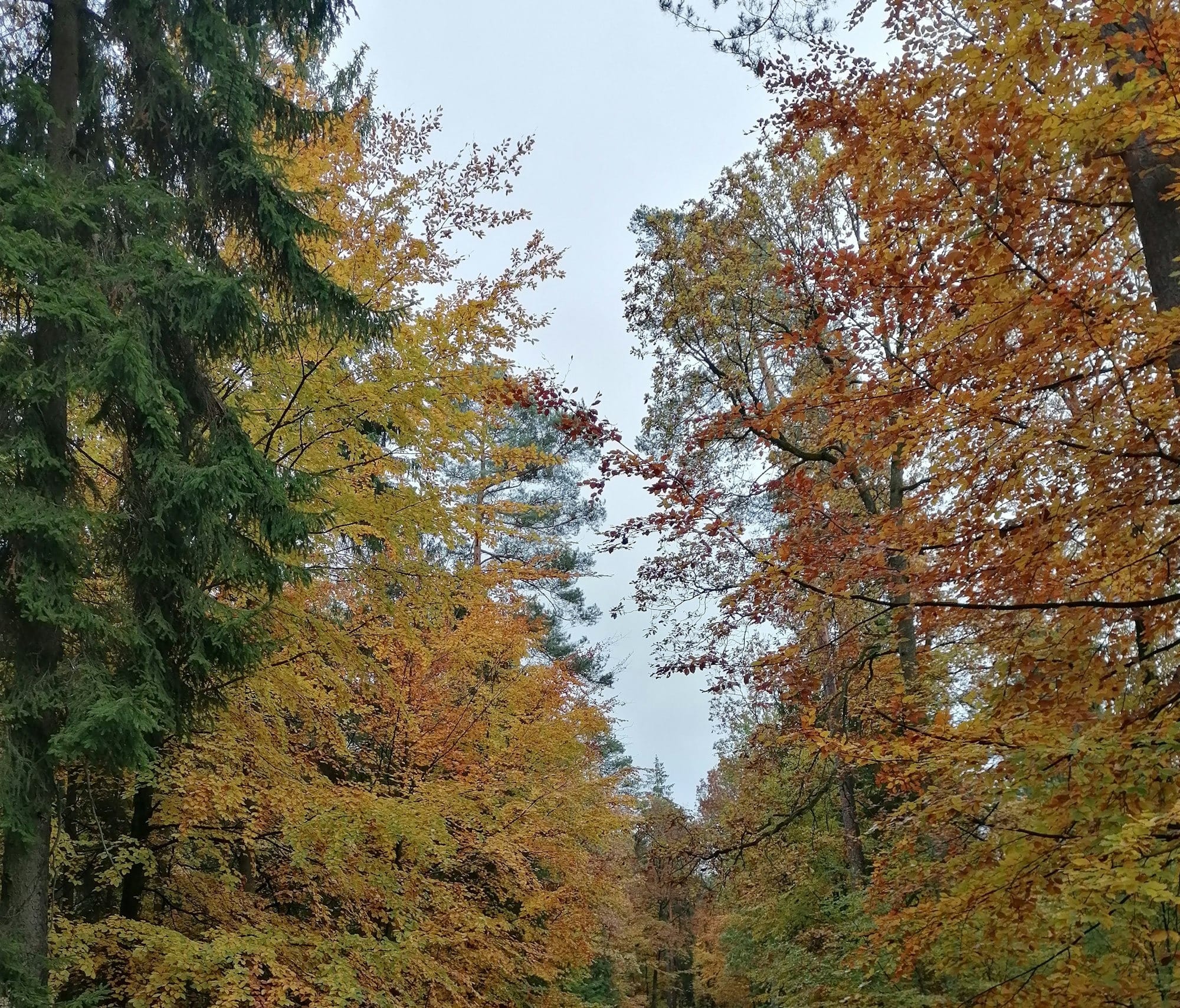 a dirt road surrounded by trees and leaves